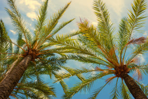 Psychosomatische Grundversorgung 50 Stunden Kurs ab 24.10.2026 Mallorca