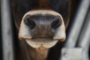 Nutztiere in der Landwirtschaft (Juni 2026)