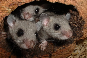 TierTransport Verlegungsdienst (Jan. 2026)