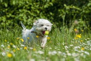 TTS Modul 10 | Ausdrucksverhalten Hund (Apr. 2025)