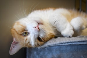 Tierheimführungen für Kinder und Jugendliche (Dez. 25)