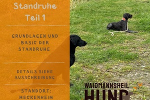 Ruhe bewahren - Standtreiben Teil 1