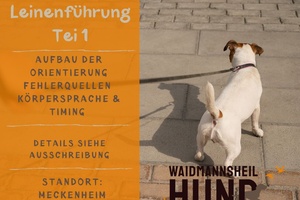 lockere Leine - Leinenführung Teil 1