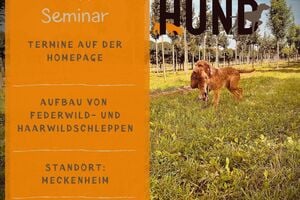 Schleppentraining für Jagdhunde