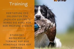 Feinschliff im Jagdhundetraining