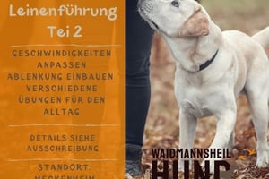 lockere Leine - Leinenführung Teil 2