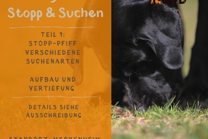 Dummyarbeit STOPP & SUCHEN - Aufbau