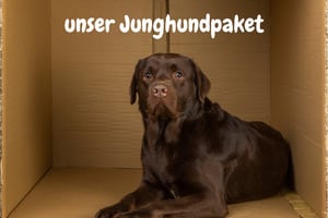 Junghundpaket