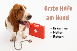 Workshop 1. Hilfe am Hund Bautzen