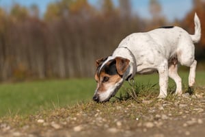 Workshop-Fährte für Fortgeschrittene