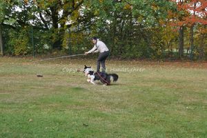 Workshop Reizangeltraining Bautzen