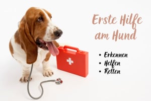Workshop 1. Hilfe am Hund Bautzen