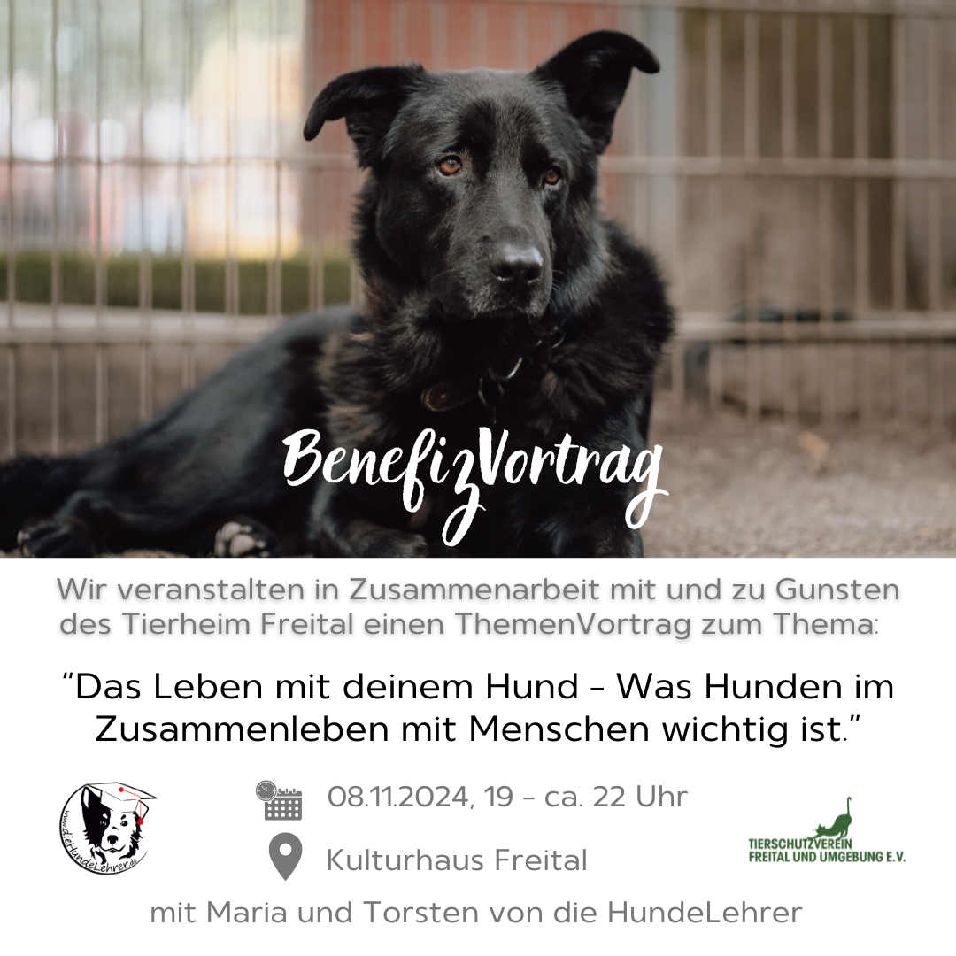 Alltag mit Hund bei den HundeLehrern