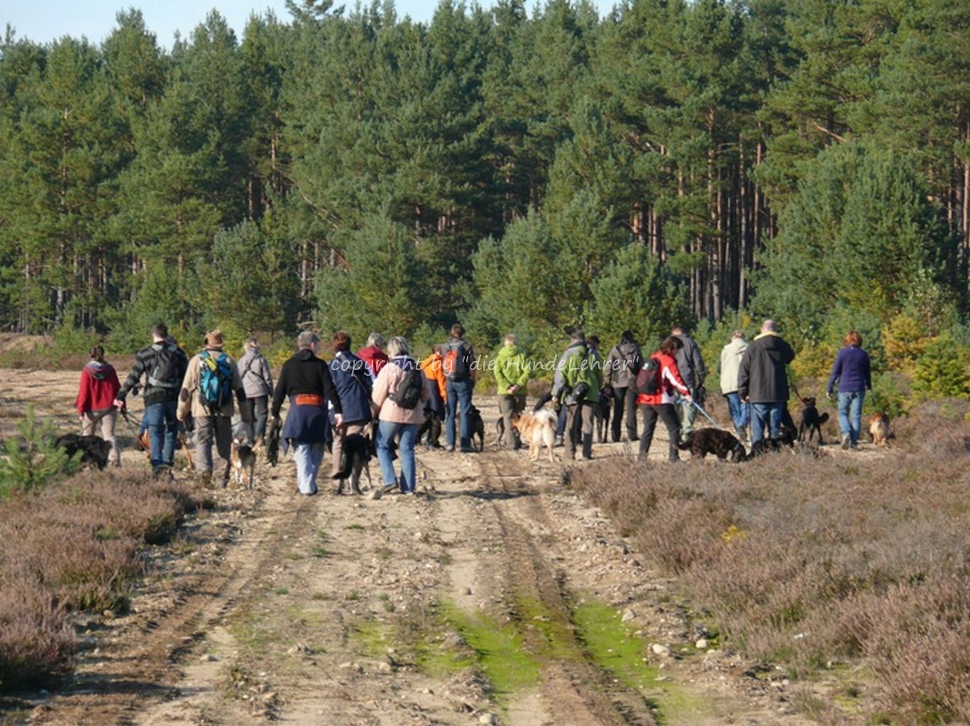 Winterwanderung mit Hunden