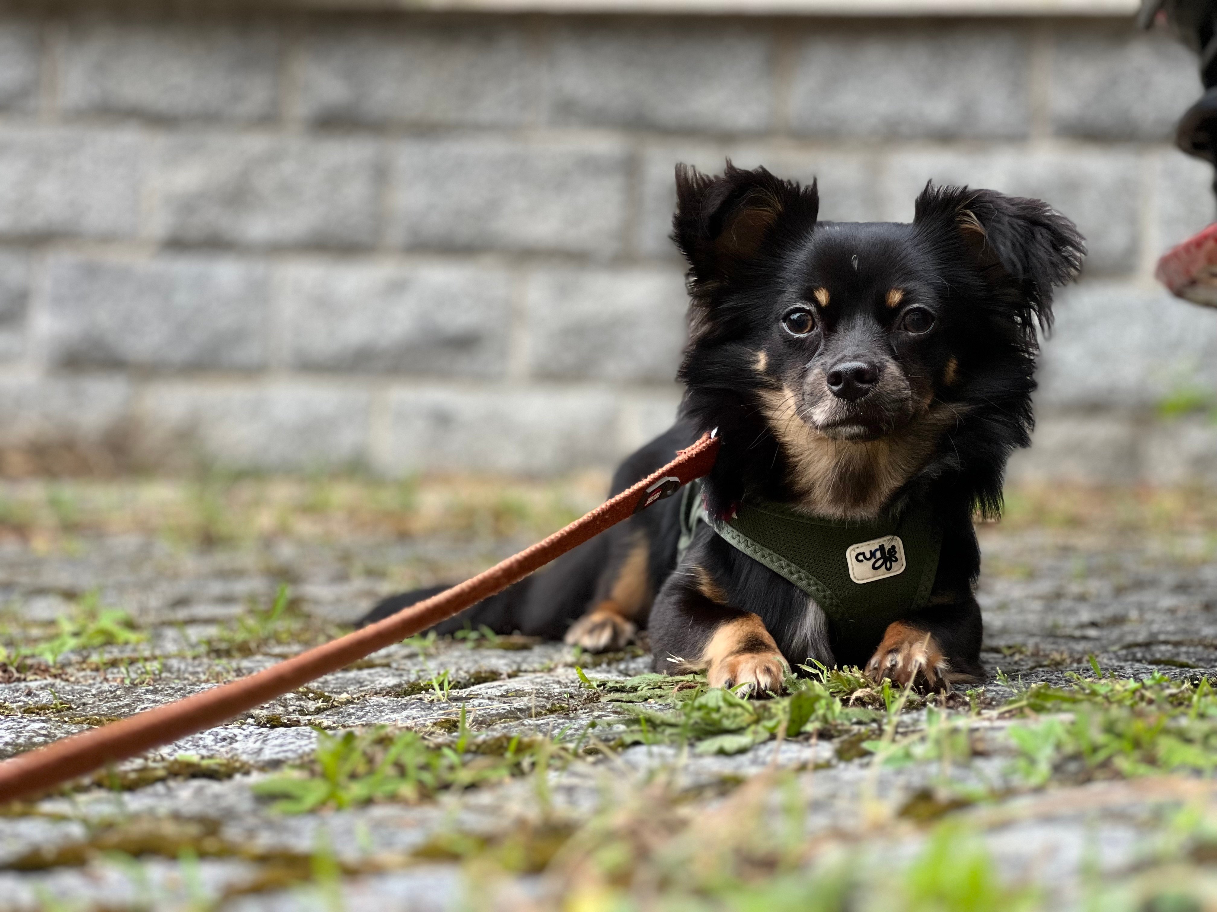 Hundekontaktstunde für Chiuahuahua's Hundetrainer Torsten Kurz im Training