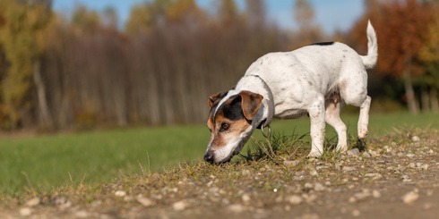 Hund auf der Fährte