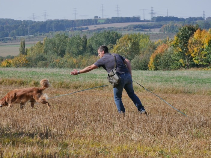 zwei Hunde spielen