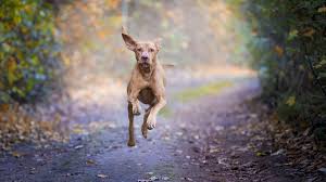 Hundetrainer Torsten Kurz