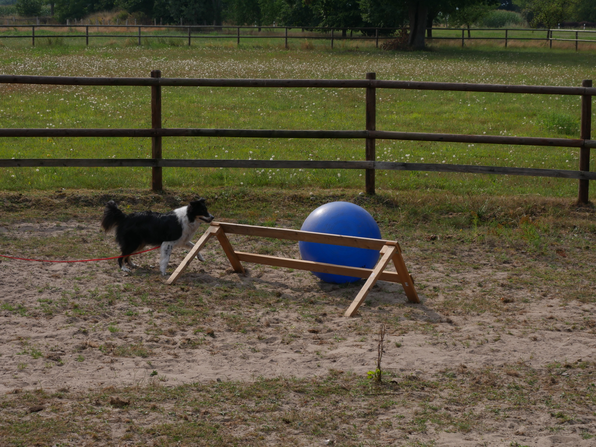 Border Collie treibt einen Ball um eine Hürde, Treibball bei den HundeLehrern