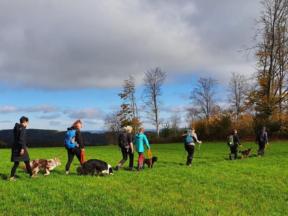 Menschen haben Hunde an der Leine und laufen gemeinsam durch den Wald