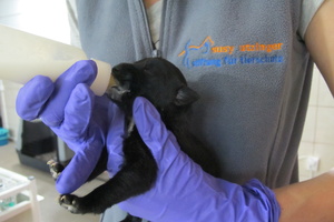 2026 - Veterinärmedizinisches Grundfachwissen für TierschutzhelferInnen