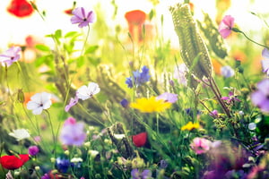 Frühlings- und Sommermusik für die Kita