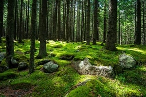 Achtsam durch den Herbst-Wald