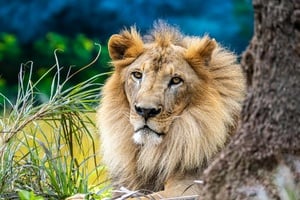 Achtsame Bilderbuchzeit - Der Löwe in dir