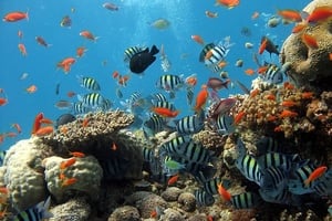 Bilderbücher musikalisch mit U3-Kindern entdecken - KLEINER WEISSER FISCH
