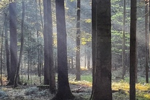 Mit dem Revierförster den Wald erkunden