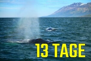 NORDATLANTIK PUR - Shetlands, Färöer, Stornoway