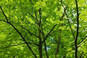 Gehölzschnitt - aber wie?