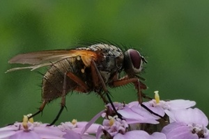 Summende Vielfalt - Dein Garten wird lebendig