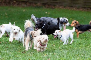 Weihnachtsfreilauf Kleinhunde (bis 45 cm) 24.12. um 10.00 Uhr