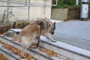 Mantrailing im neuen Jahr Fr. 02.01. 15.30 Uhr - Y