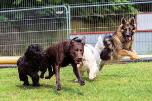 Weihnachtsfreilauf für mittlere + große Hunde 24.12. um 11.30 Uhr