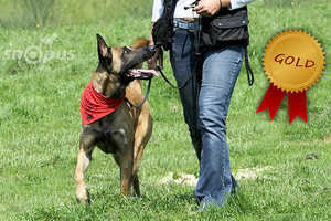 Erziehungskurs Gold So. 01.02. 10.30 Uhr - C