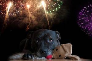 Workshop - Silvester mit Hund  Sa. 30.11. 8.30 Uhr - Y