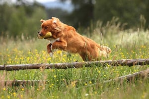 Apportieren Mi. 10.12. 16.00 Uhr - Y