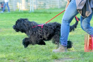 Gelassenheitstraining - Impulskontrolle Di. 06.01. 16.00 Uhr - DW