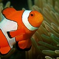 Fisch Nemo