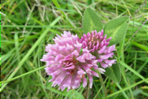 Workshop Wechseljahre - Wechselzeit